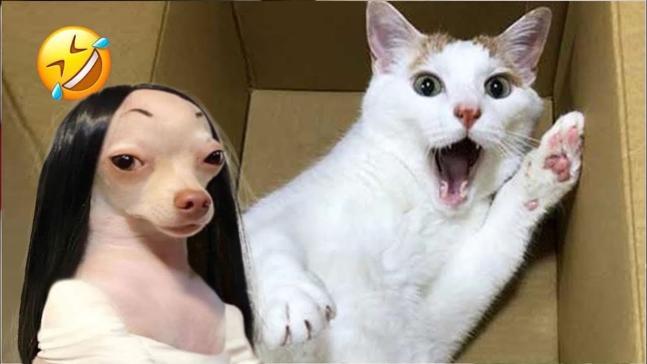 NEW Funniest videos of Cats🐈 and Dogs🐕2026 Try Not To Laugh 😂