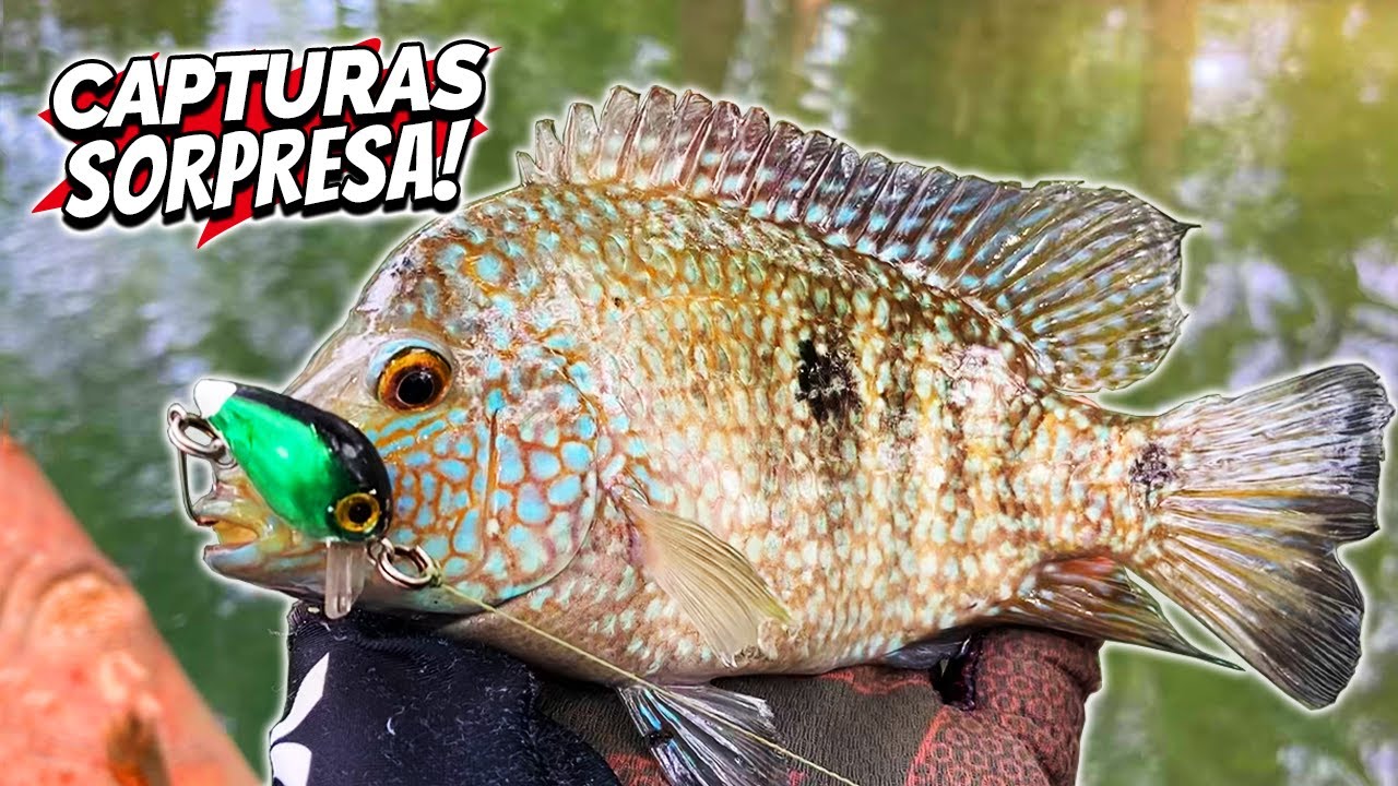 Pesca con Señuelo MINIATURA!