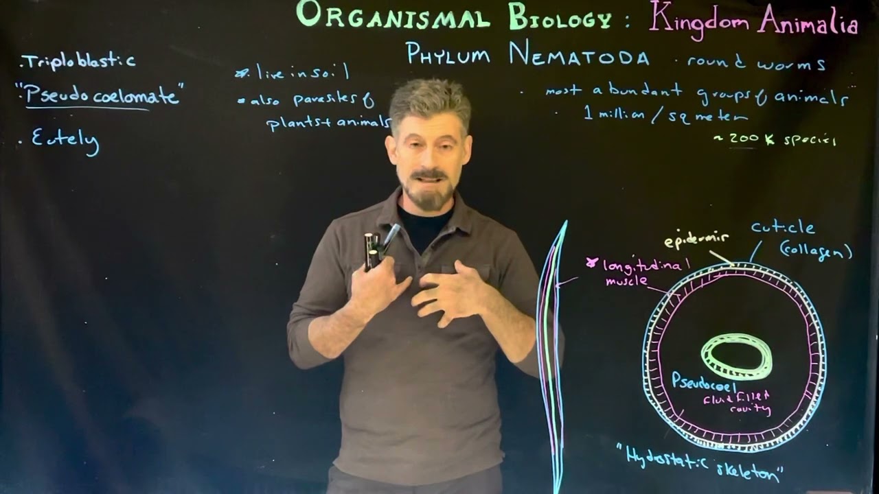Phylum Nematoda: the roundworms