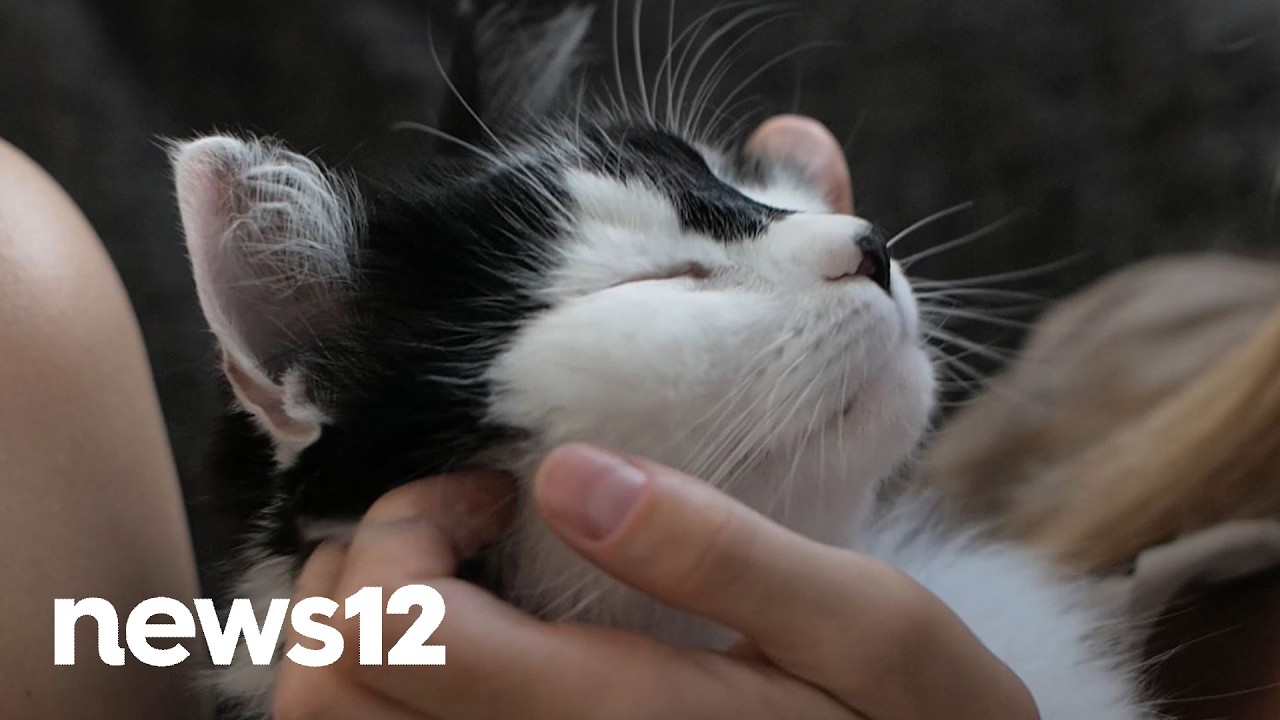 Revealed: Cats in the Workplace - from Mailrooms to Bodegas | News 12