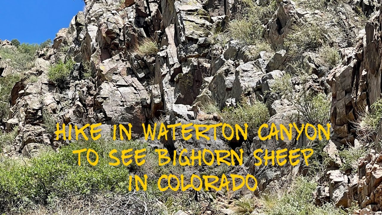 Hike in Waterton Canyon to see Bighorn Sheep in Colorado
