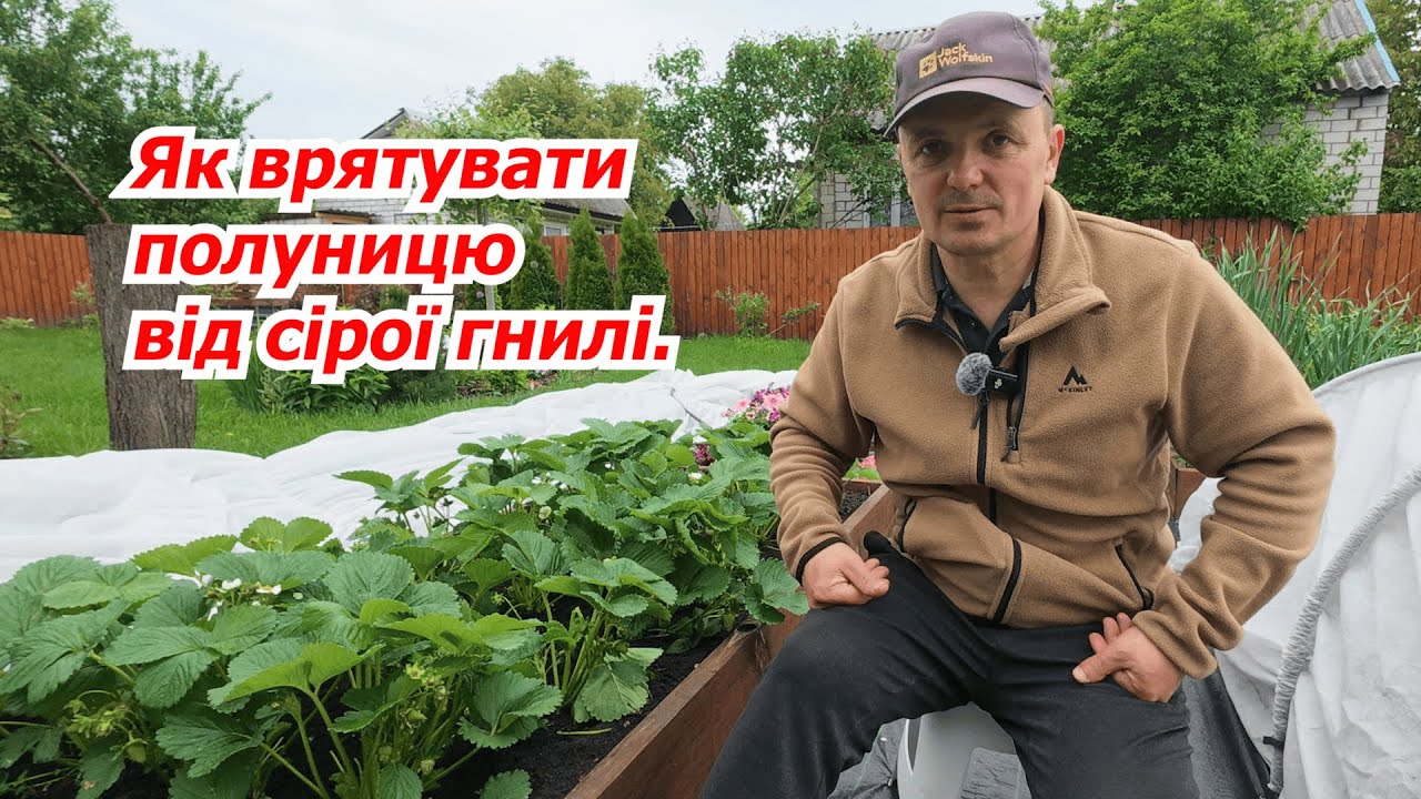 Сіра гниль на полуниці- чим та як вилікувати.