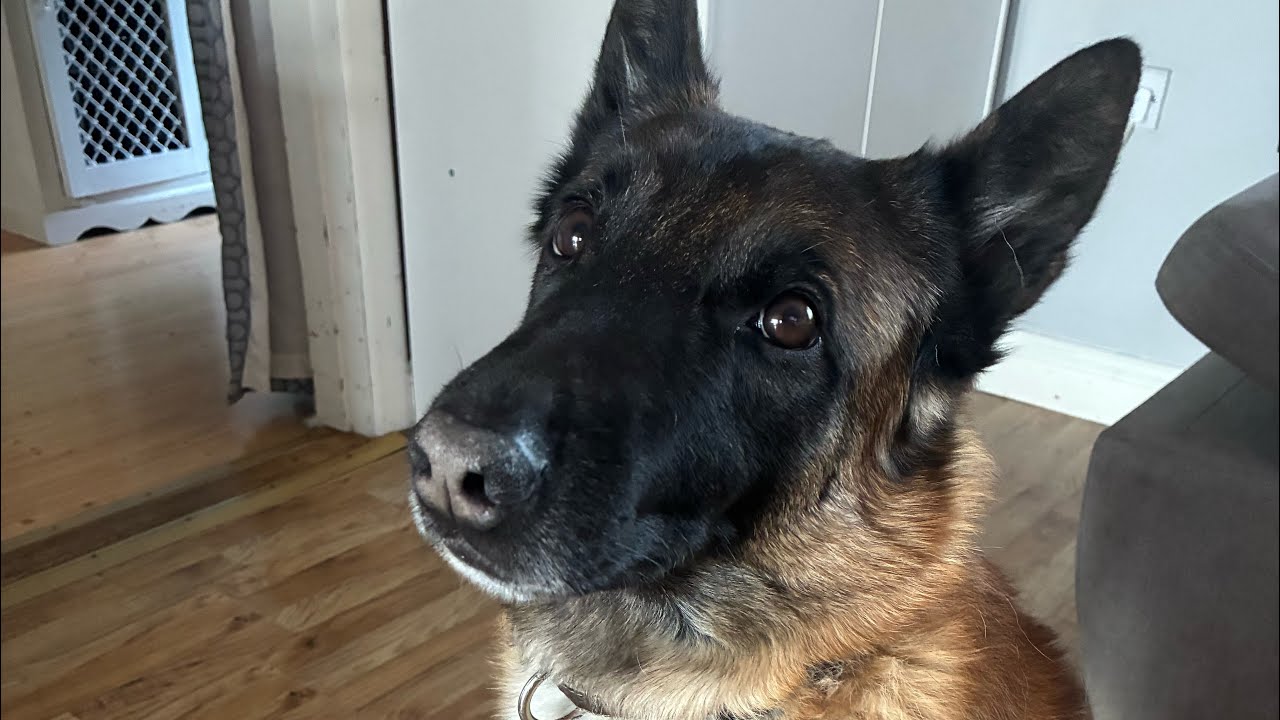 Archie Malinois