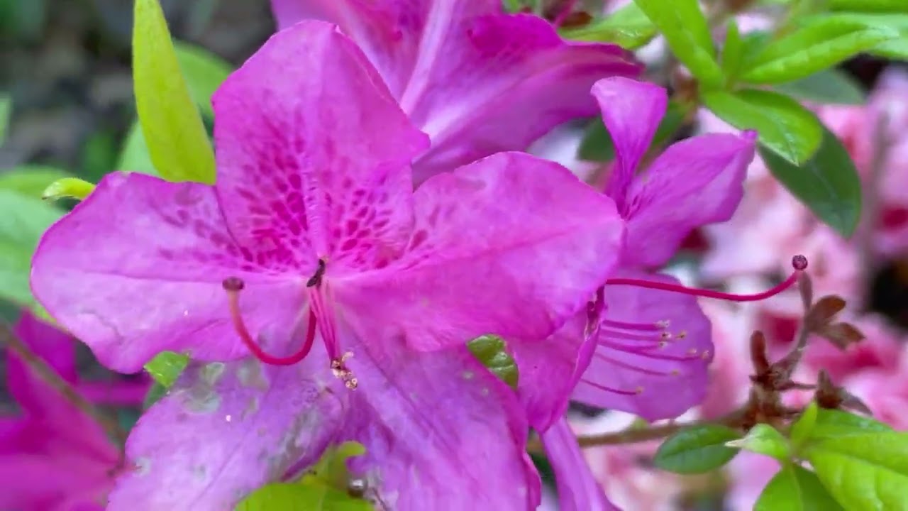 Music for Springtime - May