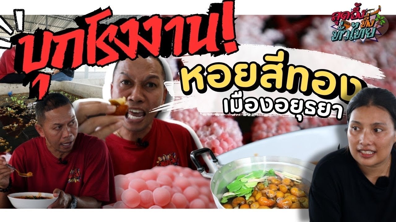 บุกโรงเพาะหอยสีทองที่ใหญ่สุดในไทยผลิตหอยได้มากมายส่งขายไปทั่วประเทศ | สุดอึ้งทึ่งทั่วไทย