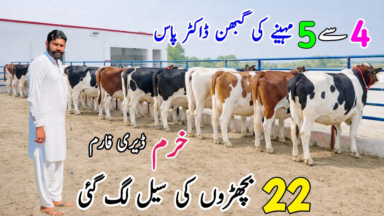 Imported Red Friesian Pregnant HF Heifers for Sale in Sargodha Punjab | PK Janwar Mandi 🐄🔥💯