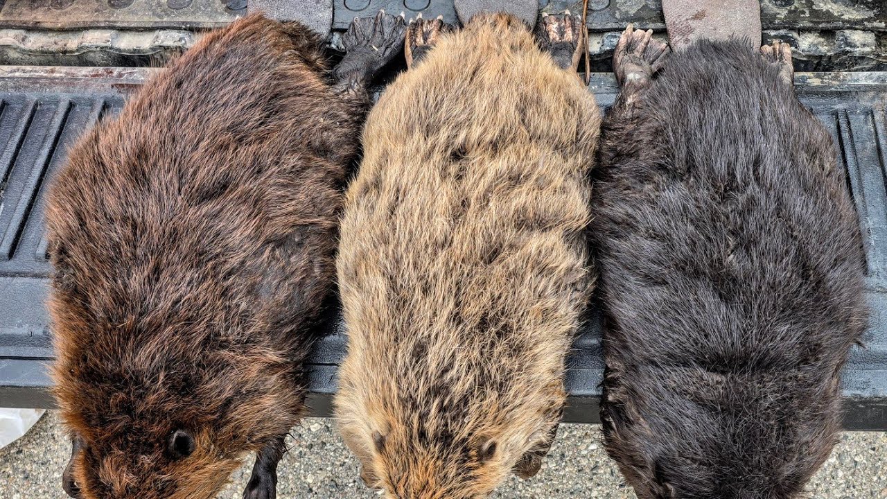 Bridge Trapping River Beaver! (Bonus Minners)