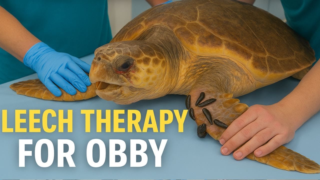 Real Footage Sea Turtle Rescue How Leeches Are Giving Obby a Second Chance at Life #HealingObby