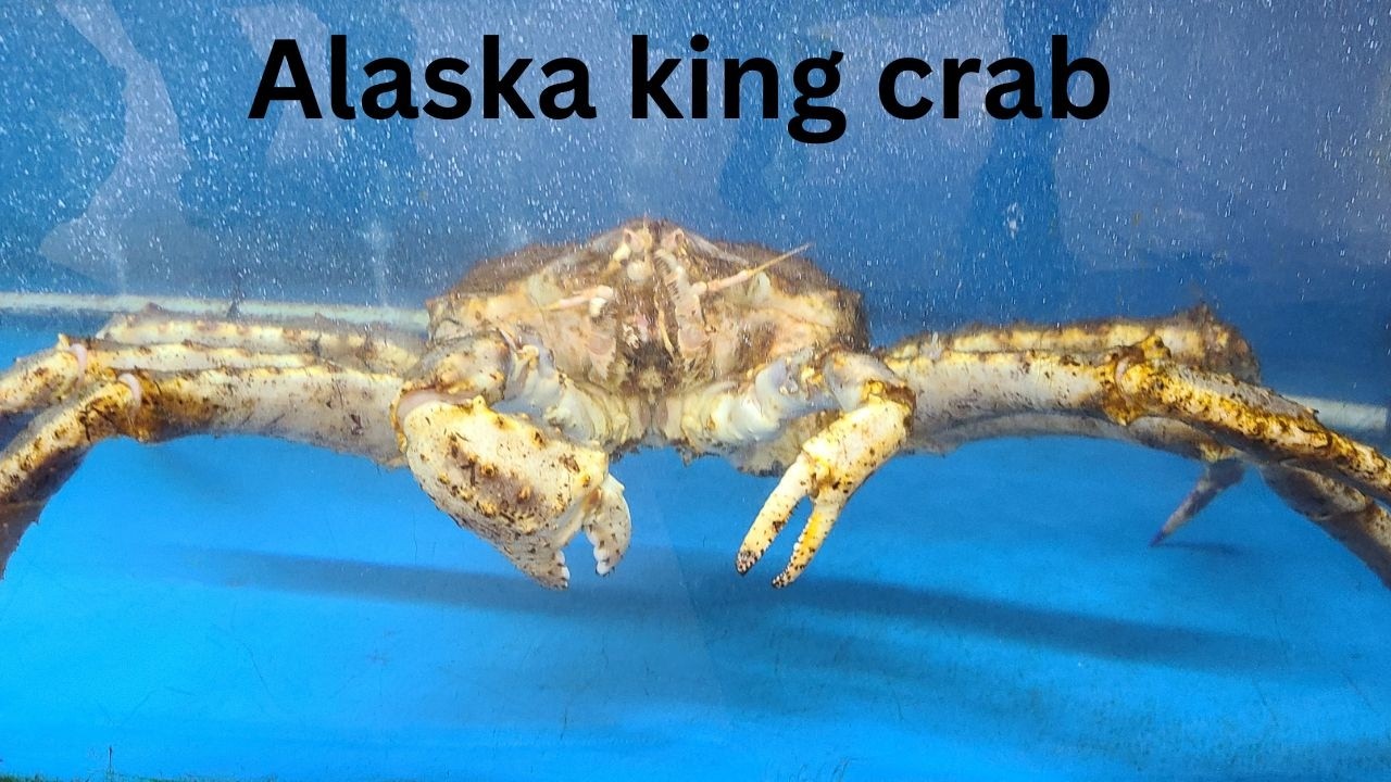 Аляскинский королевский краб.