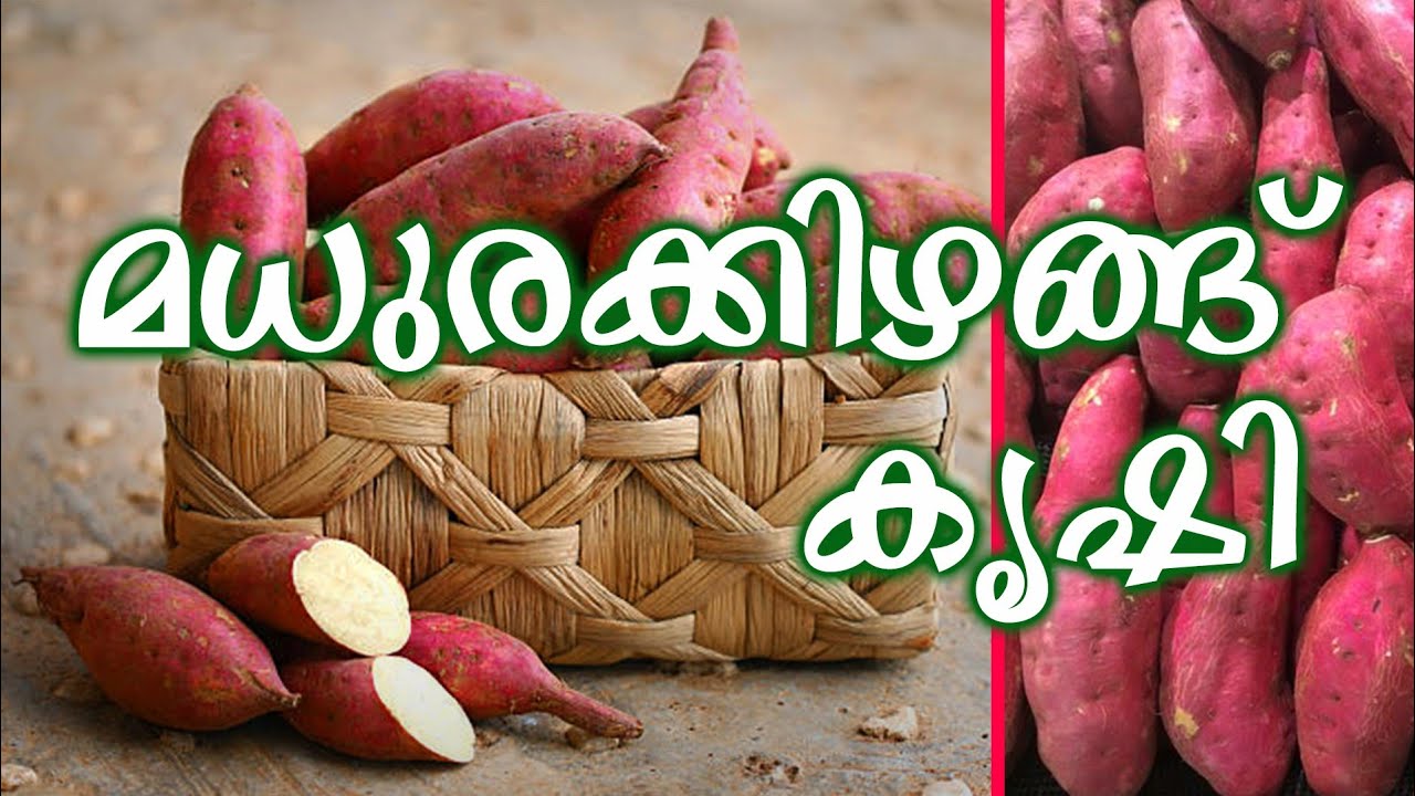 മധുരക്കിഴങ്ങ് കൃഷി | Madhura Kizhangu krishi in Kerala Malayalam | Sweet potato cultivation |