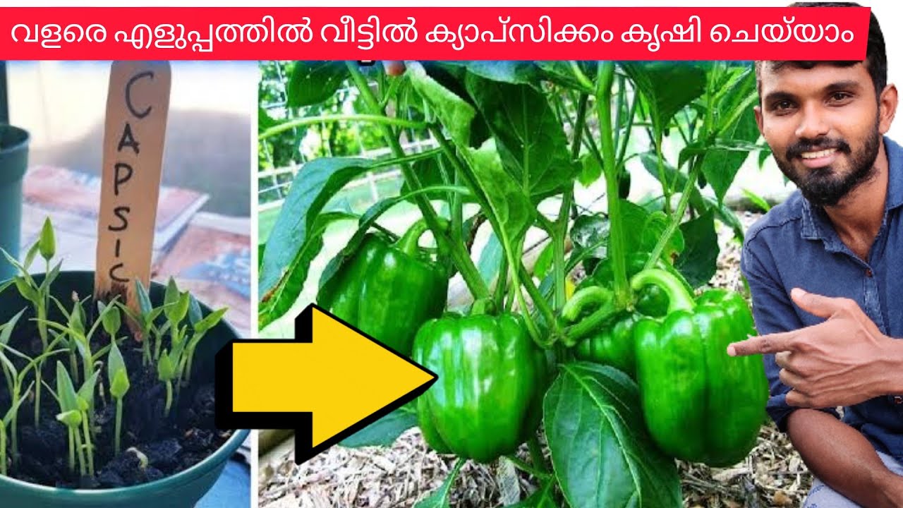 ക്യാപ്‌സിക്കം തഴച്ചു വളർത്താൻ ഈ ഒരൊറ്റ കാര്യം ചെയ്താൽ മതി;How To Grow Capsium Plant In Home🍈