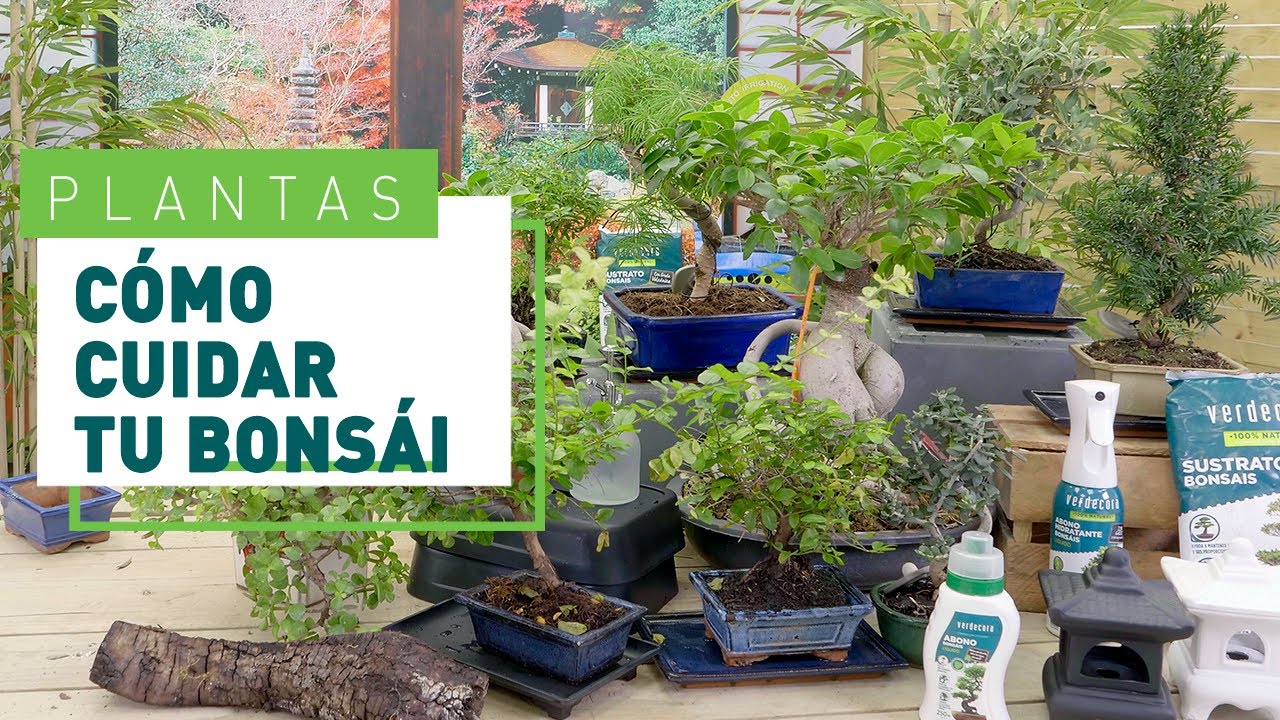 Bonsái para principiantes: Cuidados básicos | Plantas en VERDECORA