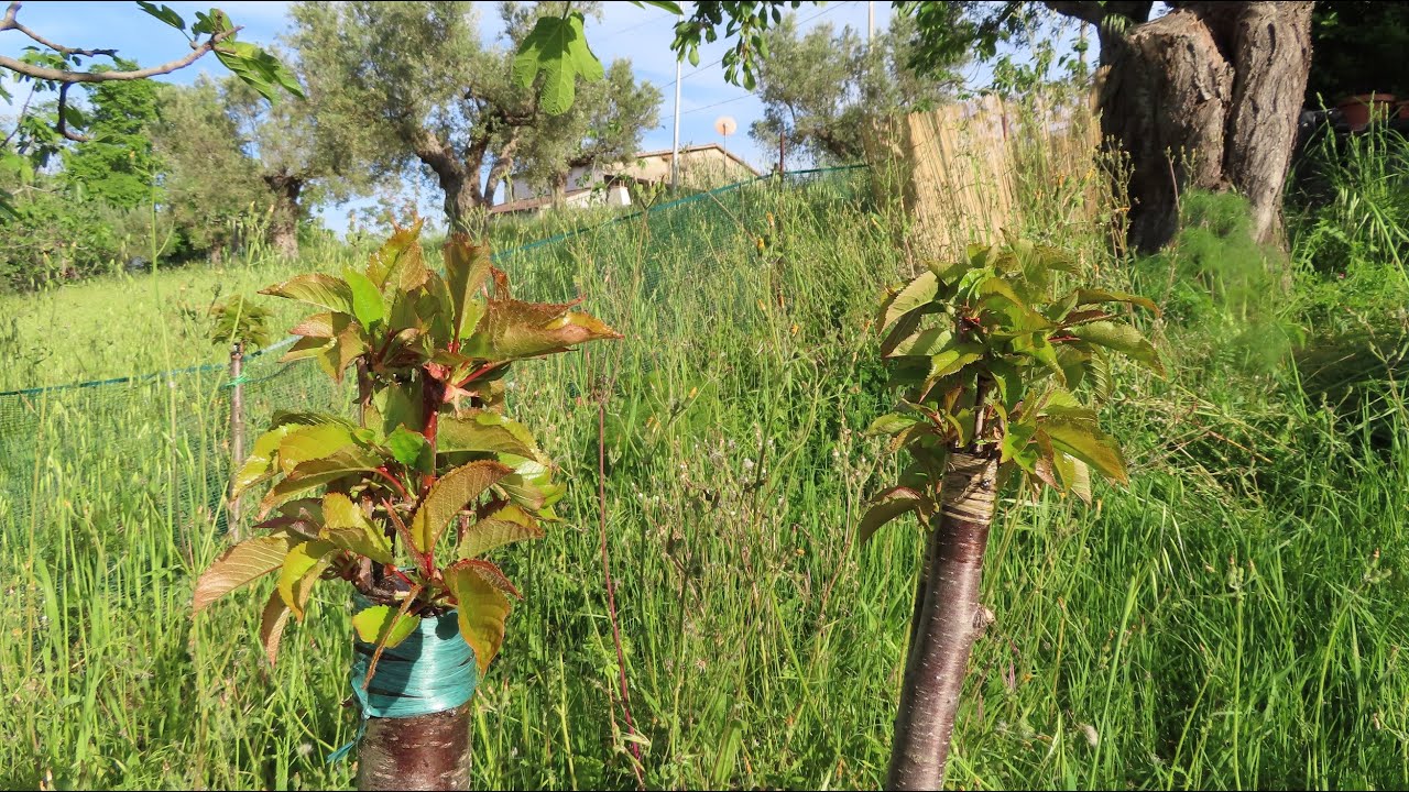 Innesto del ciliegio. Innesto a corona: ecco come è attecchito dopo due mesi