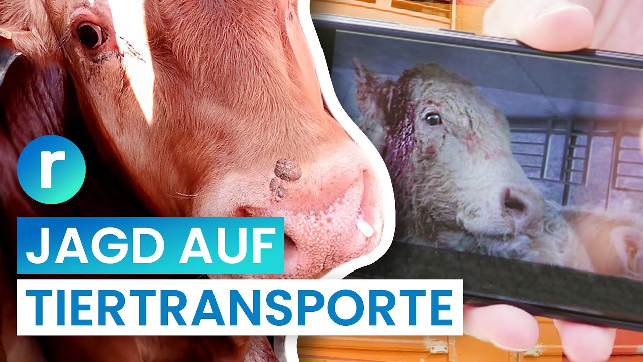 Tiertransporte: Kampf für mehr Tierschutz auf der Autobahn I reporter