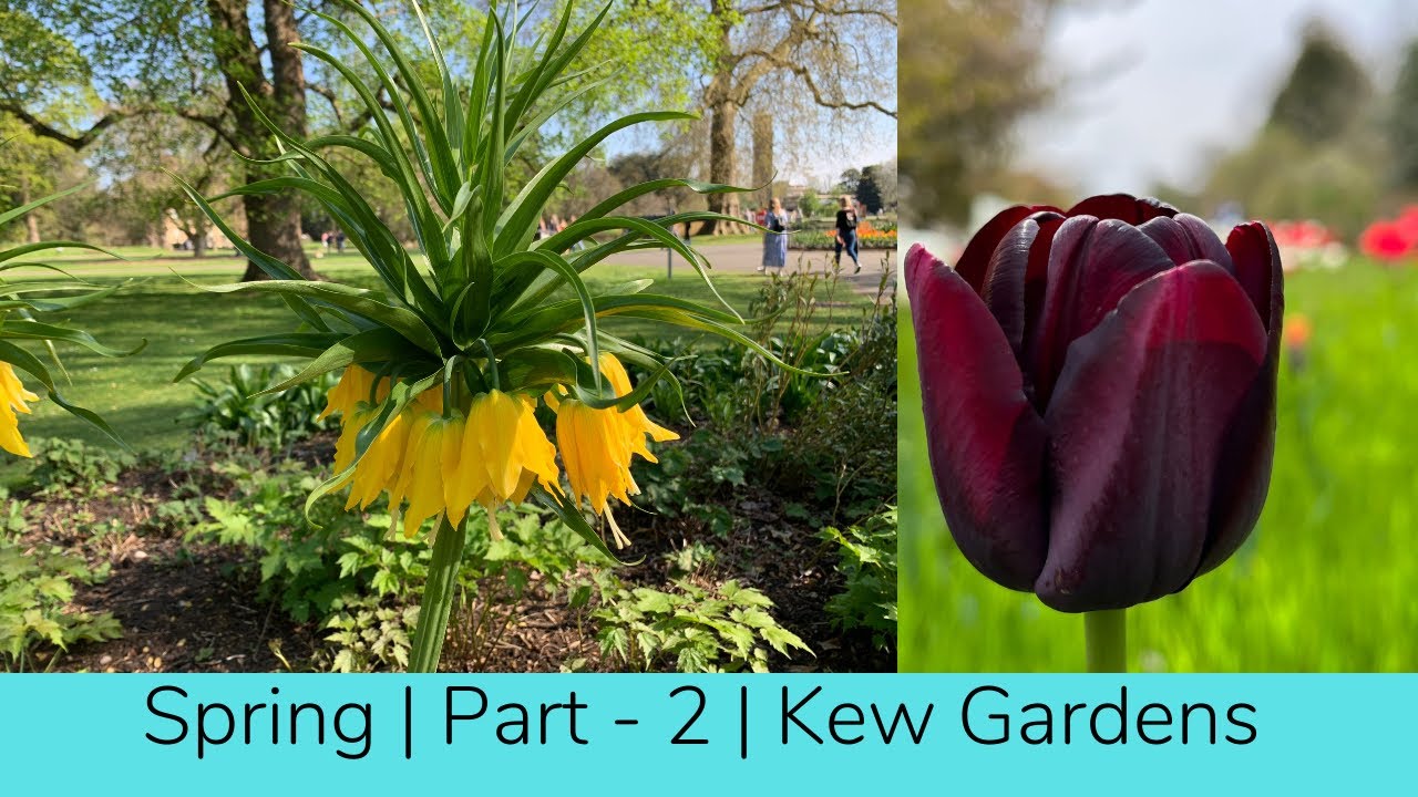 Spring 2022 | Part - 2 | Kew Gardens | Tulip Garden