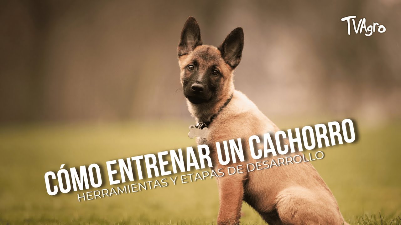 Cómo entrenar un cachorro: herramientas y etapas de desarrollo - TvAgro por Juan Gonzalo Angel