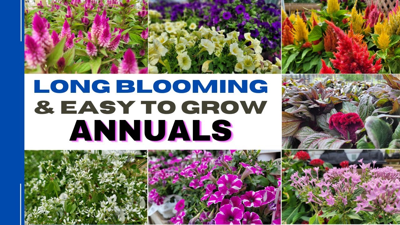 Top 15 Easy Care and Long Blooming Annuals  | 15 Best Annual Flowers That Can Tolerate Full Sun