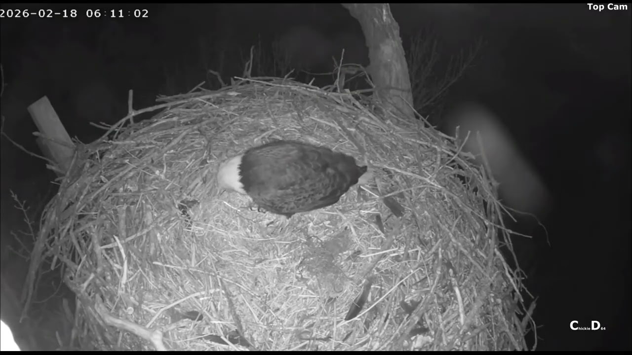 Excel/Fort St Vrain~Egg Watch!!!🥚Ma Sleeps on Nest Overnight-Pa Joins Ma on Nest at 6 am_2.18.26
