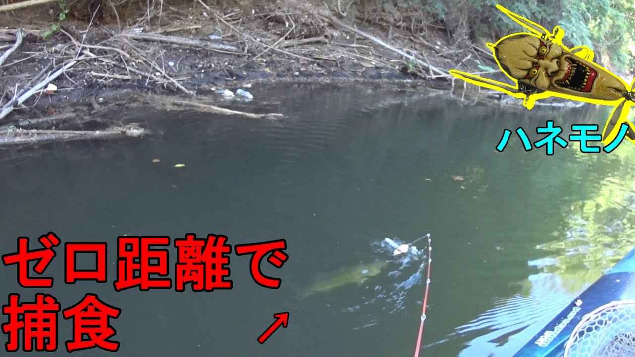 ８月のダムでトップウォーターゲーム、ゼロ距離で捕食！【バス釣り】