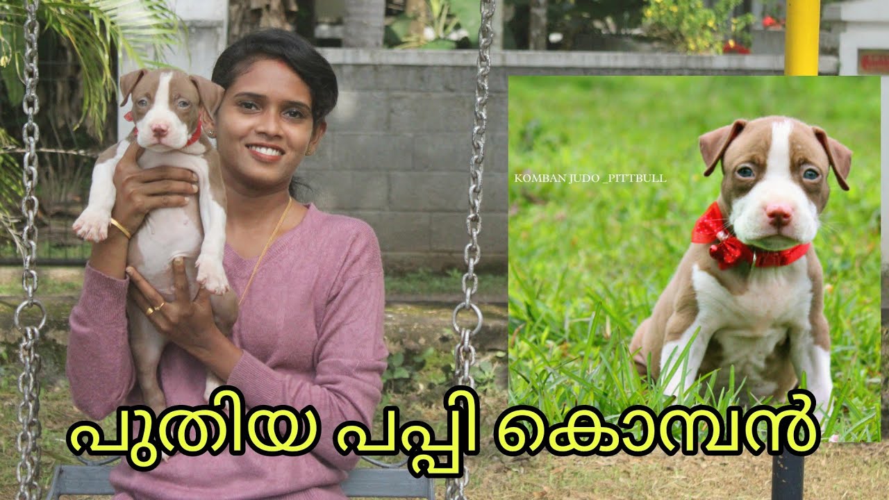New pittbull puppy കൊമ്പൻ judo ♥️