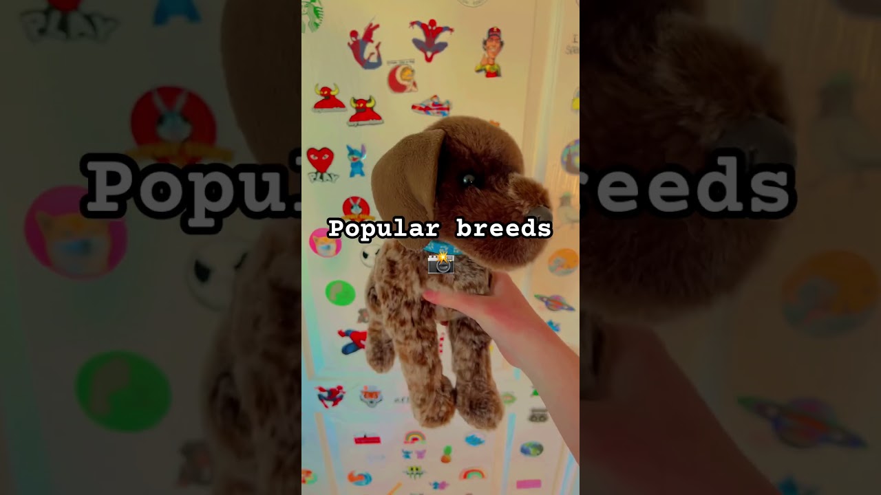 Моя комната теперь завалена собаками Дугласа :С #essa #stuffedanimals