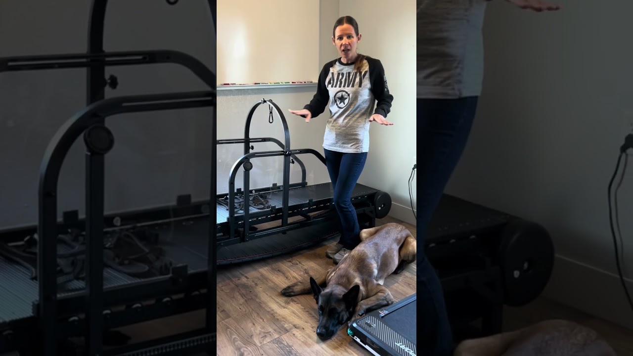 Final Thoughts On Moysoon Dog Treadmill #dogtreadmill #moysoon #dogexercise #dogmom
