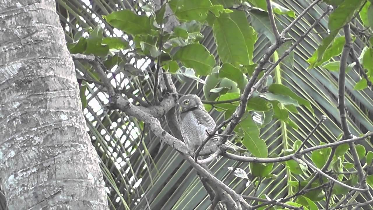 Birds of Sri Lanka