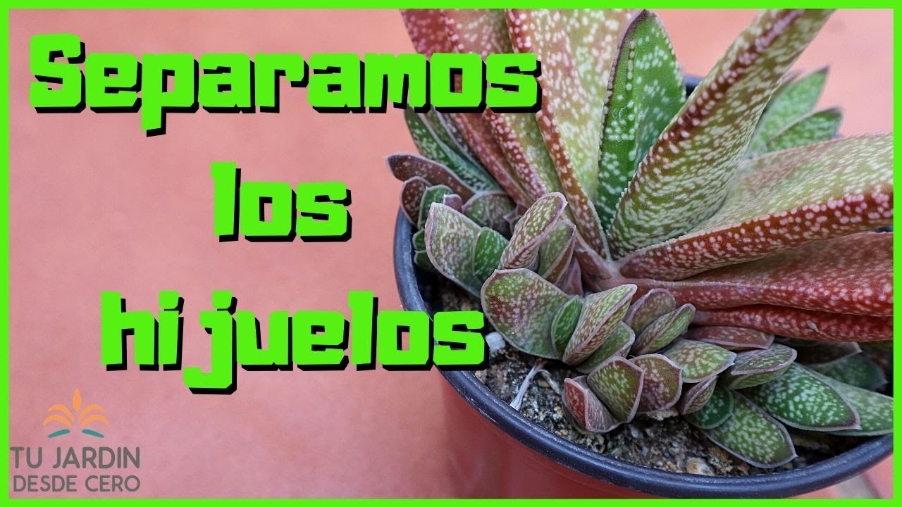 ✅ Cómo separar HIJUELOS de suculentas [Hijuelos de Cactus y Gasterias]🌵