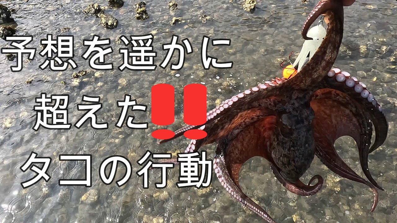 予想を遥かに超えた‼️タコの行動(タコ釣り)
