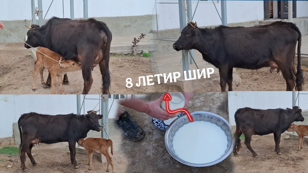 😱8 ЛЕТИР ШИР БО БУКАЧА ДОРАД😱. ТЕЛ:+992 008 08 88 47🫵🤙🤙.  26 февраля 2026 г