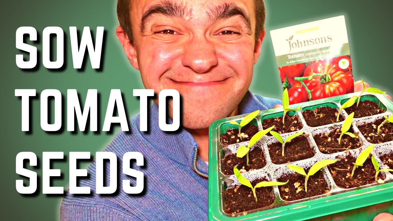 How To Sow Tomato Seeds To Maximise Germination