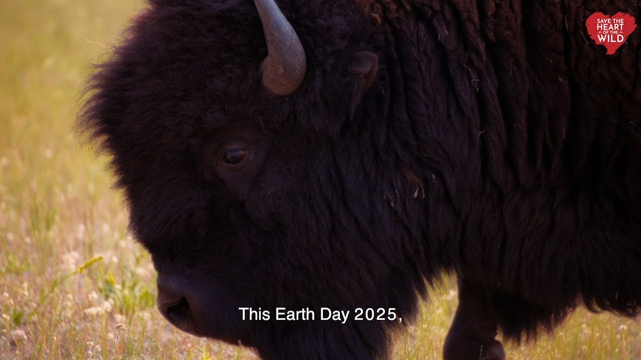 Earth Day 2025: Saving the Heart of the Wild