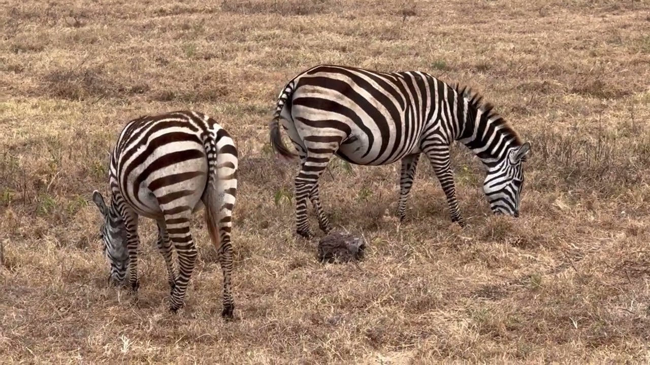 Safari Tour in TanzaniaReserva Natural de Ngorongoro 
