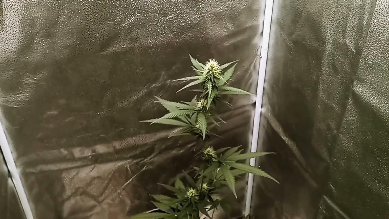 Jack Herer auto flowering stage