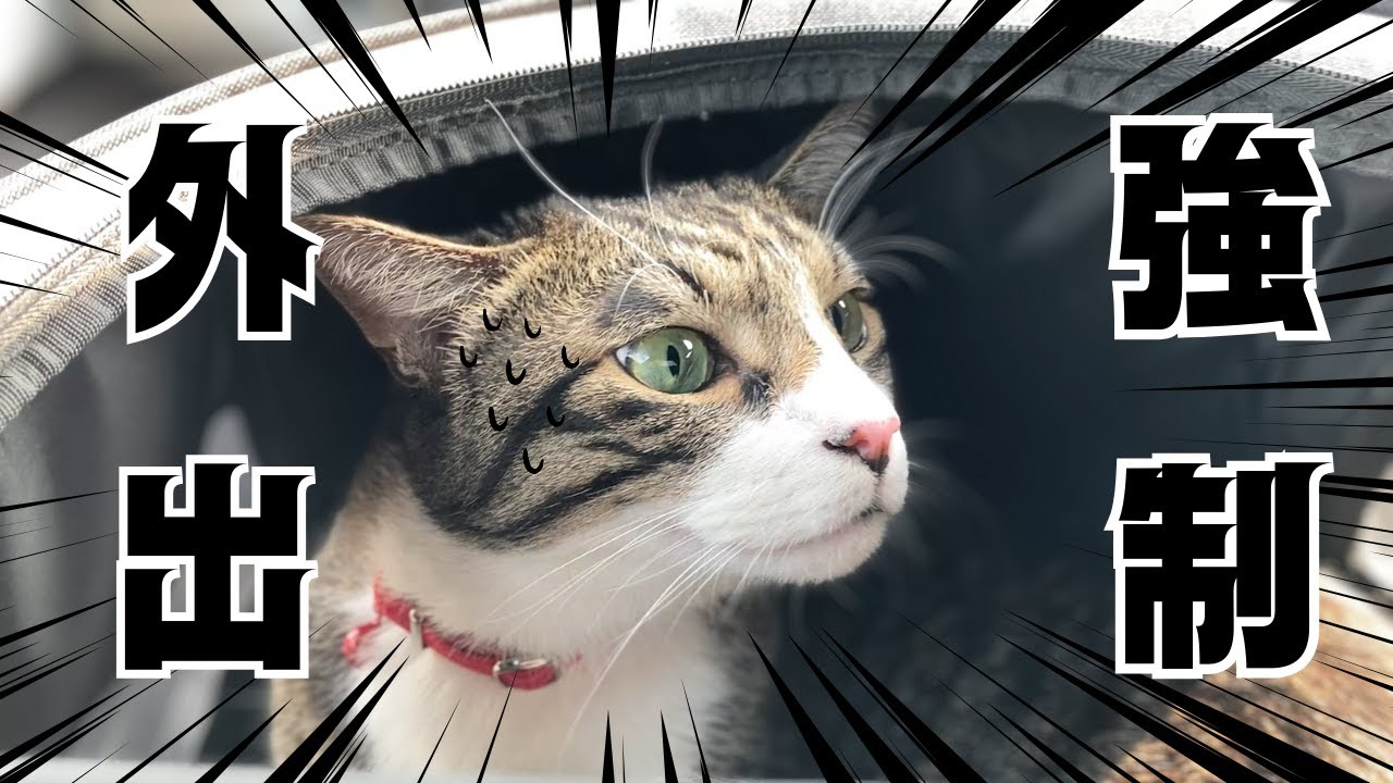 外出を強いられる猫