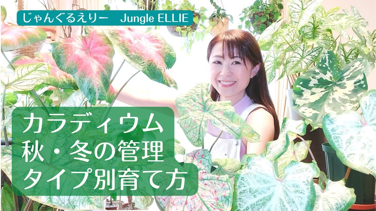 【カラジウム】葉っぱのタイプ別育て方、秋・冬を迎える前に知っておくべきこと、キレイで大きな葉っぱを出すために準備すること、用土、植替え実践などー　Ep.77