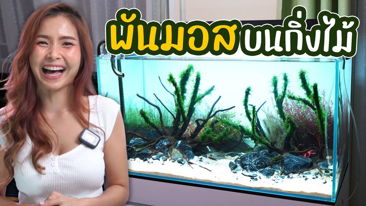 สอนพันมอสบนกิ่งไม้ ในตู้ไม้น้ำ แบบง่ายๆ | MarangMod Channel