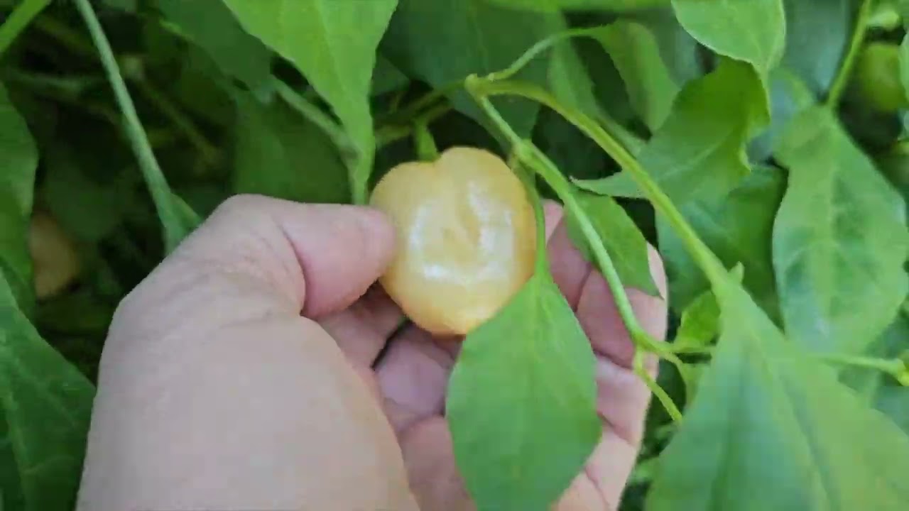 Peppapeach Stripey