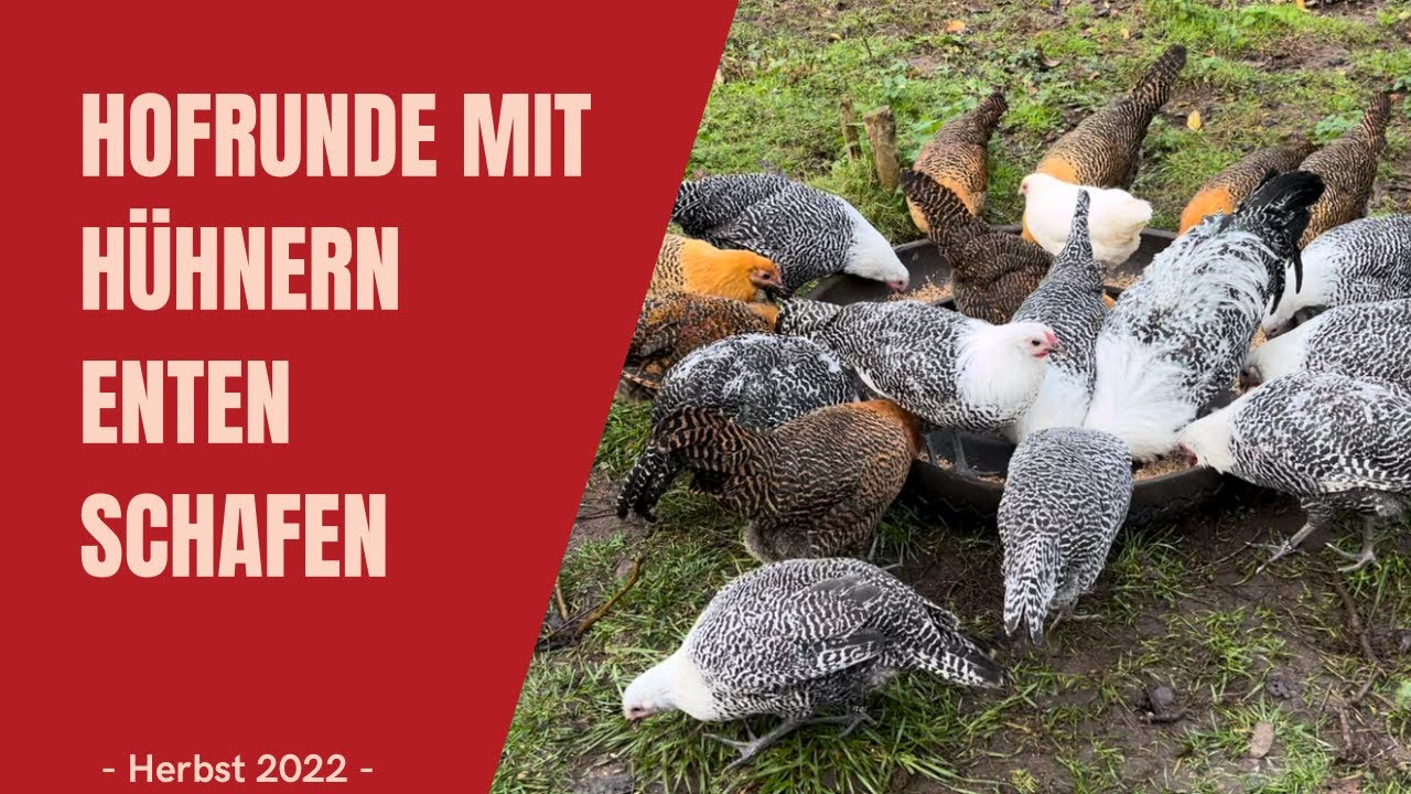 *43 - Hühner und Enten füttern - Erste Hofrunde nach unserem Urlaub #hühner #enten #schafe