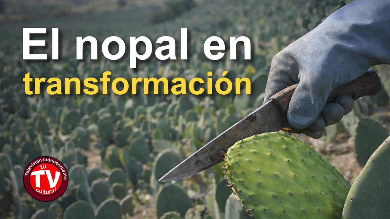 Transformar el nopal ¡Emociónate conociendo sus productos!