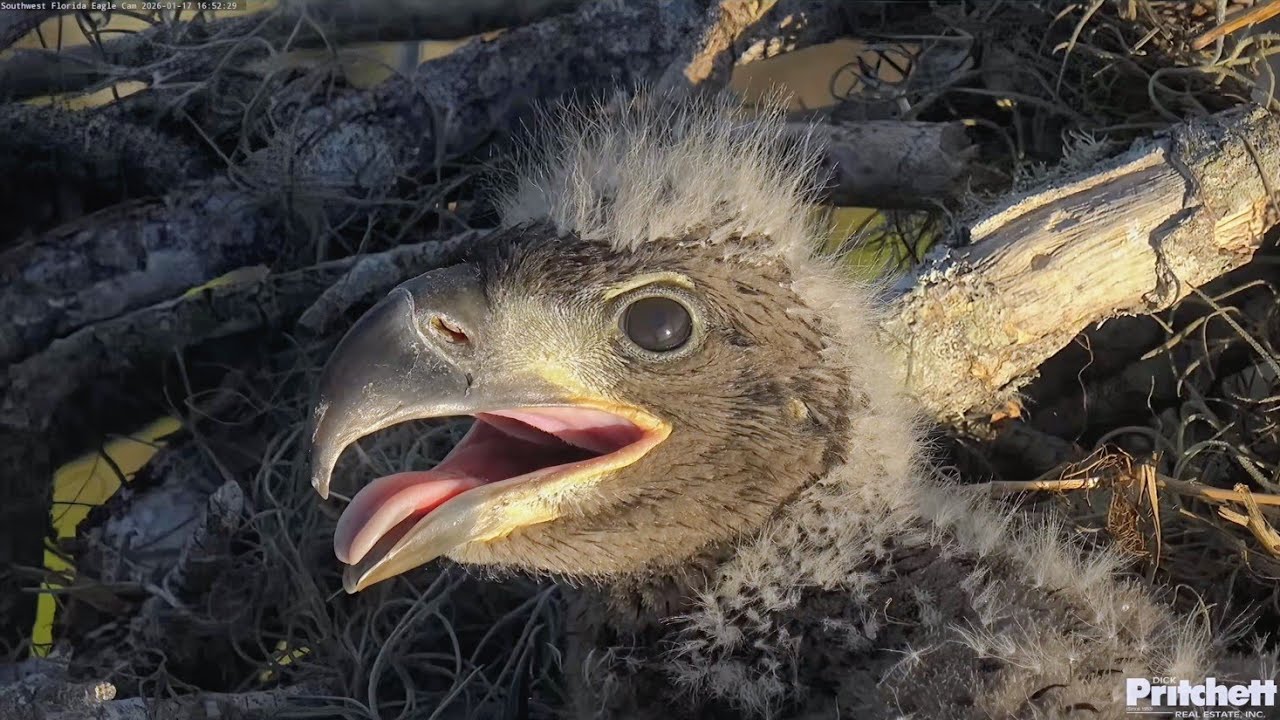 SWFL EAGLE CAM 2026.1.17 😍Feeding and close-up of E26.