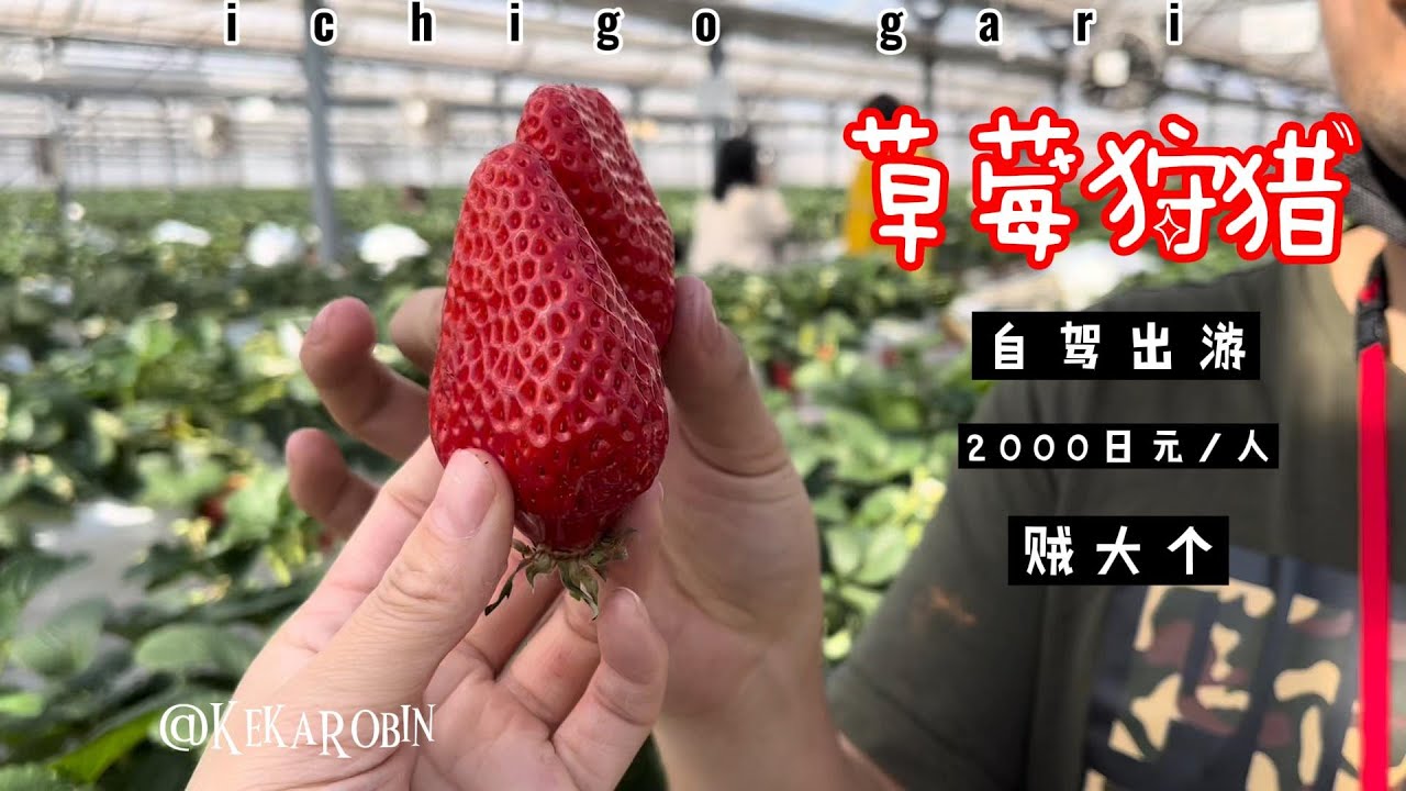 日本生活-草莓狩猎｜ichigogari 强烈推荐，草莓很大个，很甜！名古屋附近的朋友看过来！详细说明里有地址，拿走不谢！
