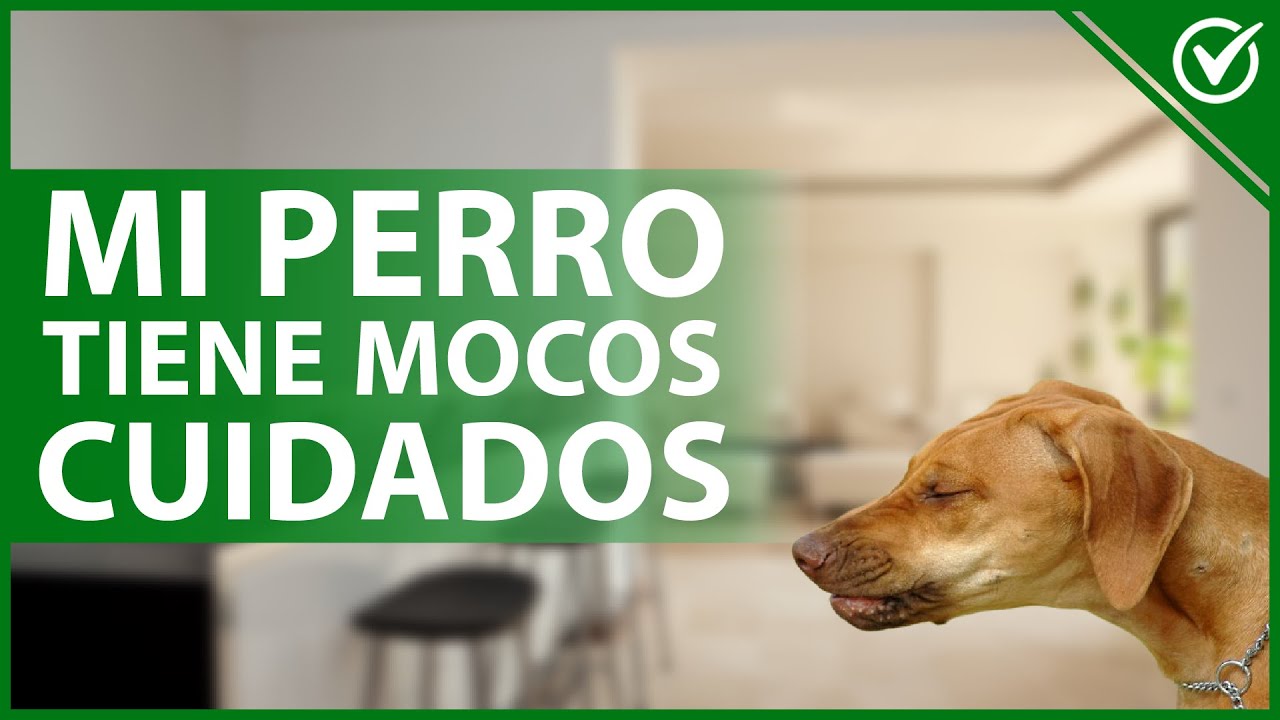 🐕 MOCOS en PERROS: Causas, síntomas, tratamiento y cómo evitarlos 🤧🐕