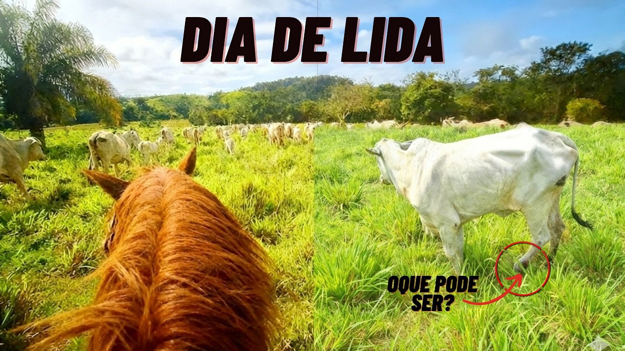 DIA  de LIDA! oque PODE ser ISSO?