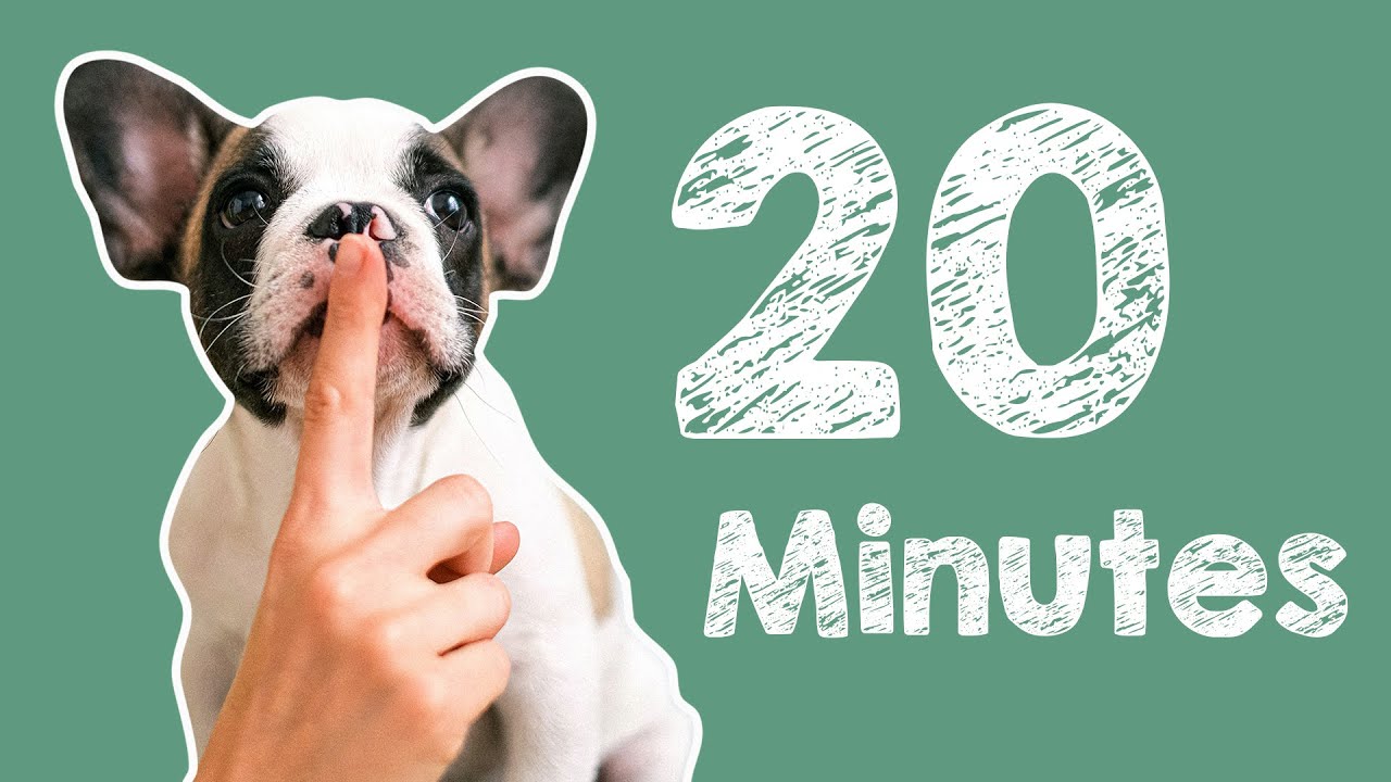 20 Minute Timer - Barking Dog Alarm