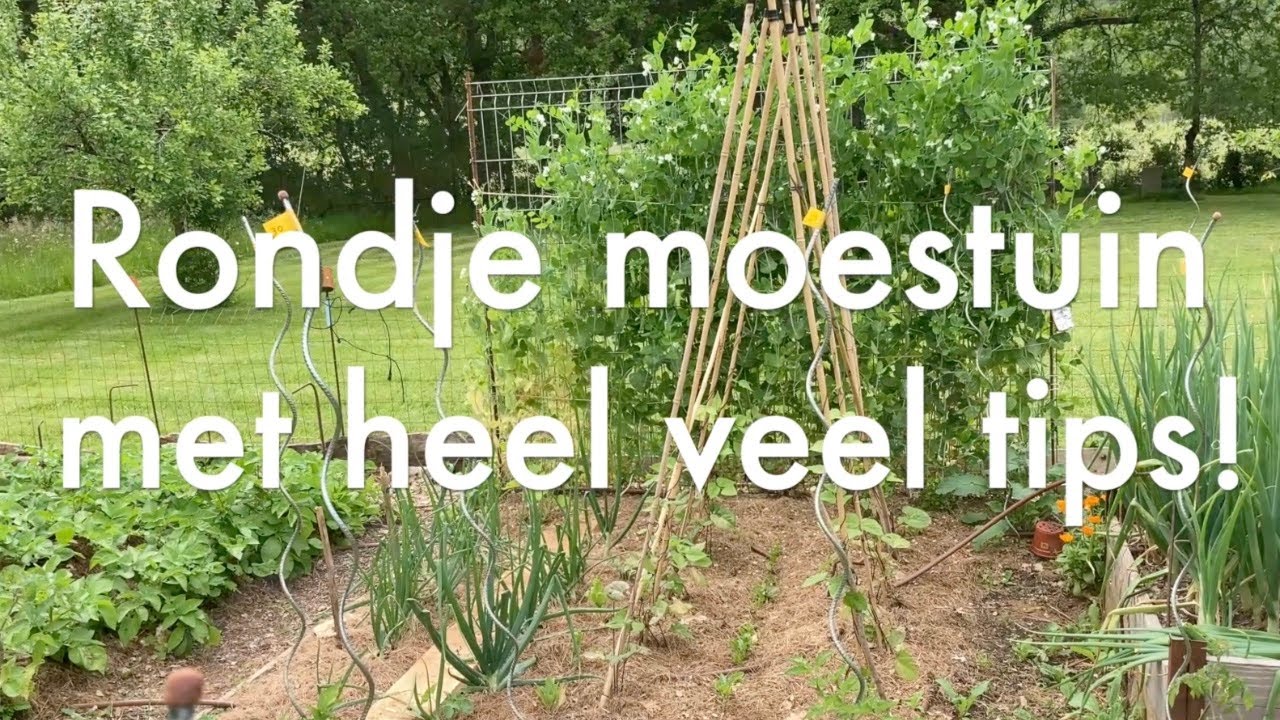 Ini's Moestuin #190 Knoflook oogsten & rondje moestuin met heel veel tips. Wat lukt wel, wat niet.