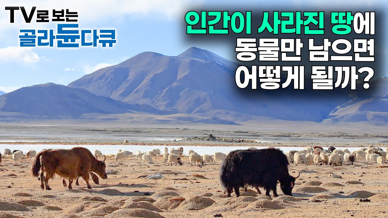 해발 4,500미터 인간이 포기한 땅. 지구상 최후의 오지에 희귀 동물들이 발견된다｜생존 다큐｜자연의 신비｜다큐프라임｜#골라듄다큐