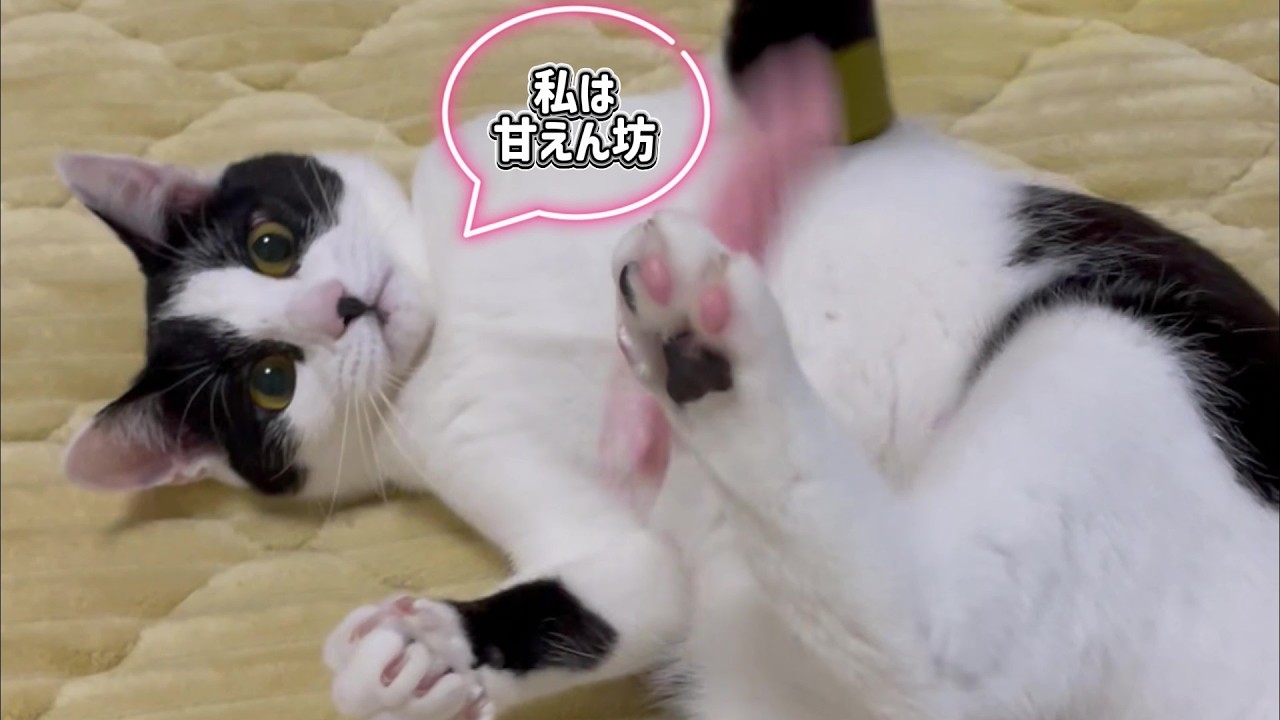 少しずつ分かってきた3にゃんの性格。