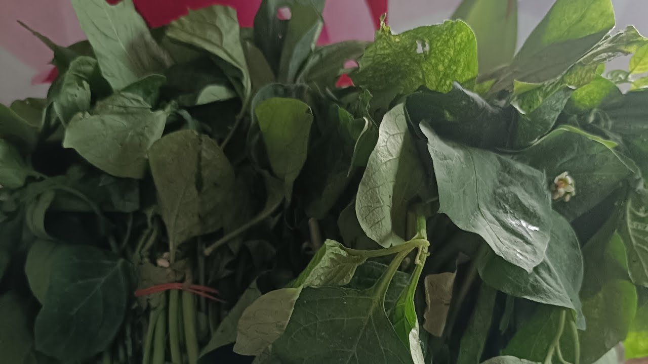 Masakan khas kampung halaman,adakah yang belom tau daun leunca kayak apa #daunleunca #tahuklumay 