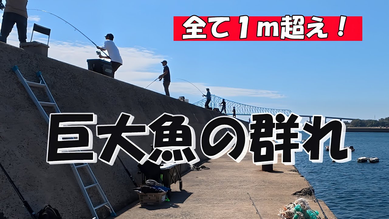 【激堤防】巨大魚の群れ。全てメーター越え！ 2024#7